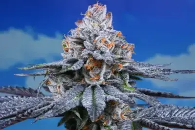 best-cannabis-the-artist-tree-dispensary