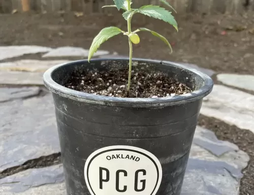 Exclusive Seedlings Now at The Artist Tree from Purple City Genetics