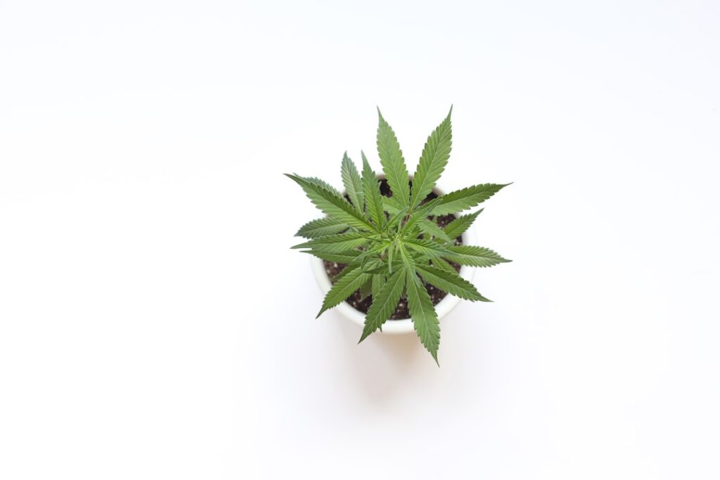small-cannabis-plant