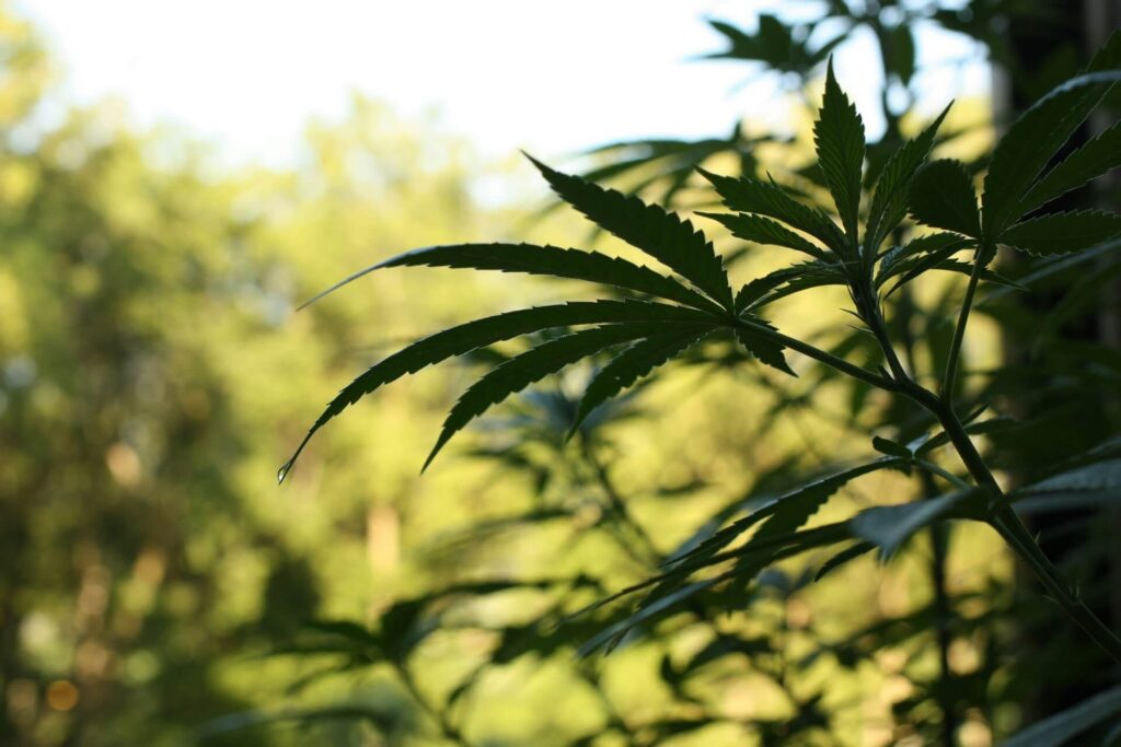 organic cannabis plant