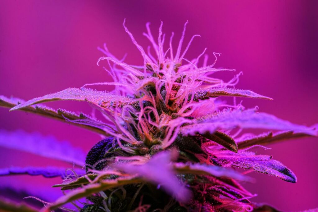 exotic weed strain