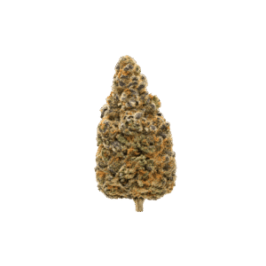 Girl Scout Cookies weed strain