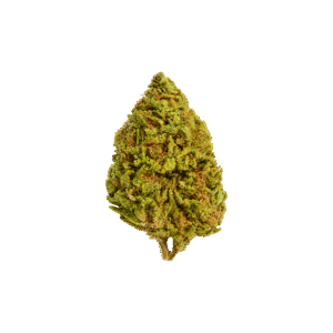 jack herer cannabis strain