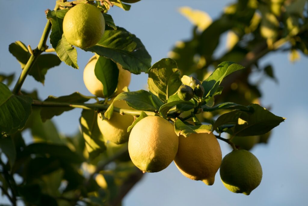 limonene effect