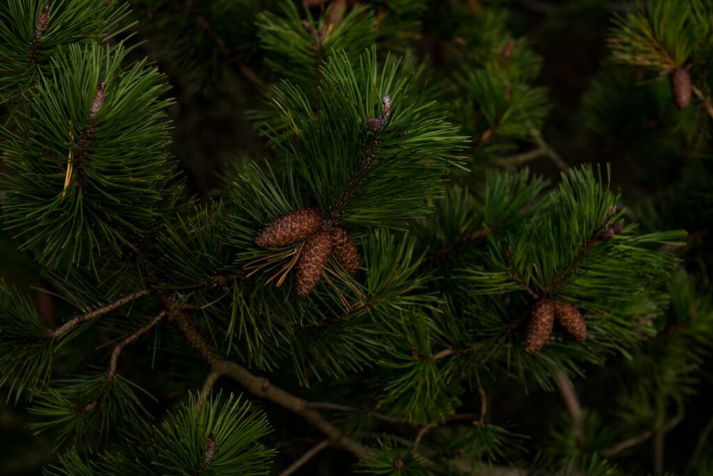 pines