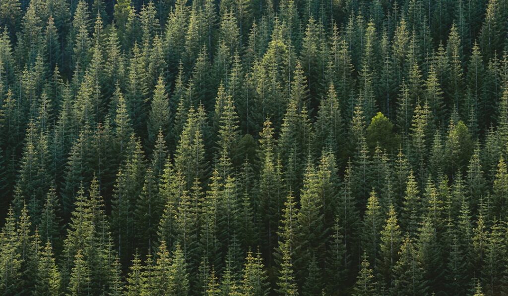 pine tree forest