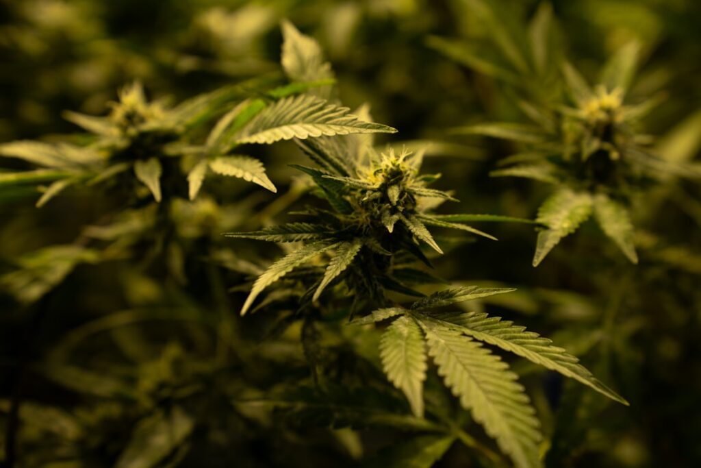 thc plant