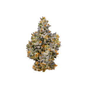 Gemini strain