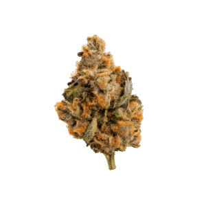 Mango Haze weed strain