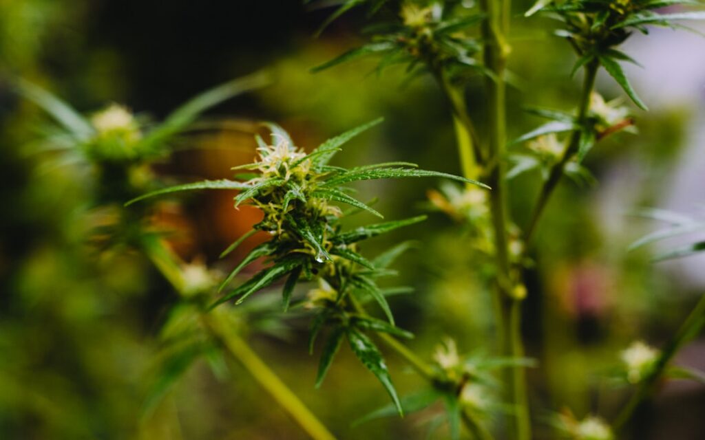 terpenes plant cannabis