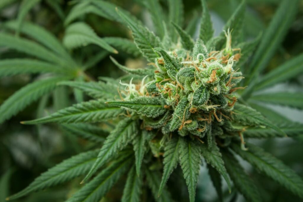 cannabis plant