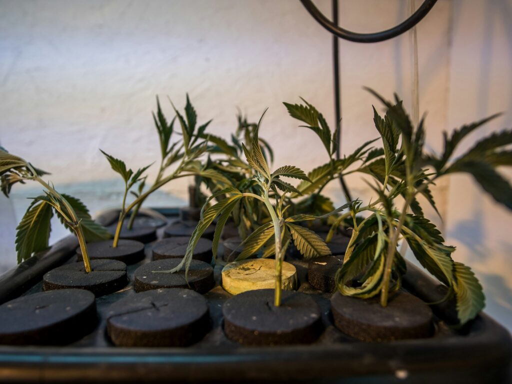 Young cannabis clones rooting in foam inserts in a cloning tray
