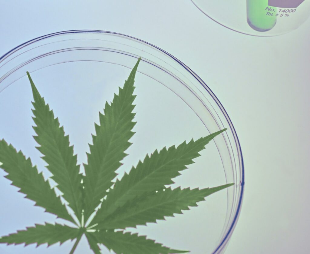 Close-up of a cannabis leaf in a petri dish next to a test tube, illustrating minor cannabinoid research
