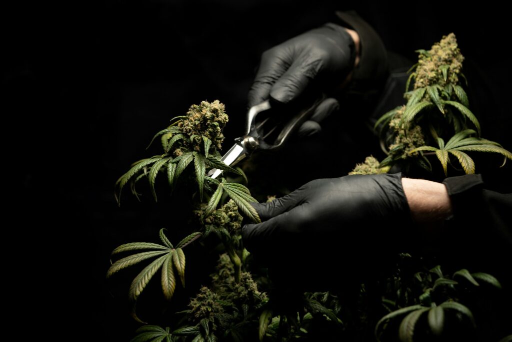 Gloved hands using pruning shears on a flowering cannabis plant against a black background